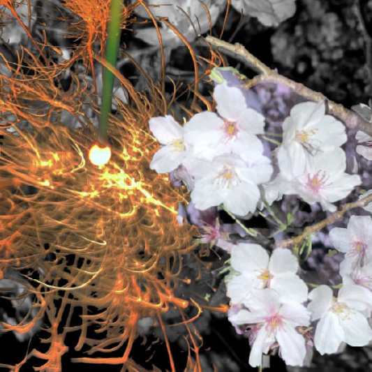 組み写真